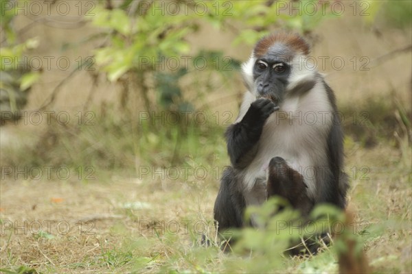 Collared mangabey (Cercocebus torquatus), adult, sitting, captive