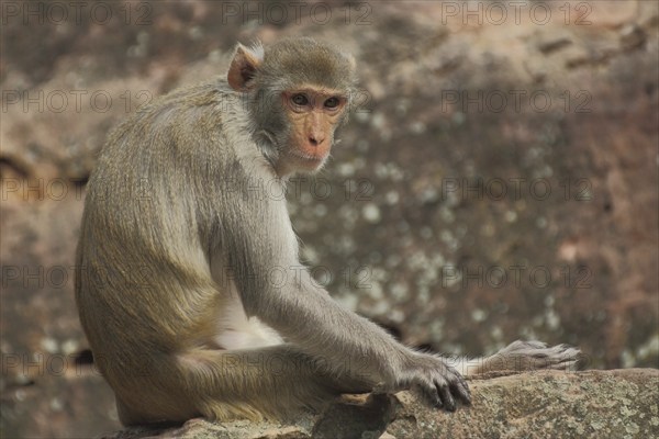 Rhesus macaque (Macaca mulatta) sitting on a rock, captive