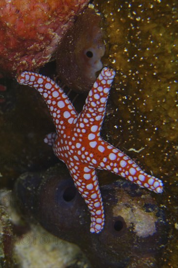 Ghardaqa starfish (Fromia ghardaqana), Abu Dabab reef dive site, Marsa Alam, Red Sea, Egypt, Africa