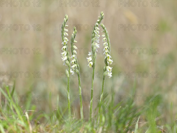 Autumn lady's-tresses (Spiranthes spiralis), flowering plant group, Hesse, Germany, Europe