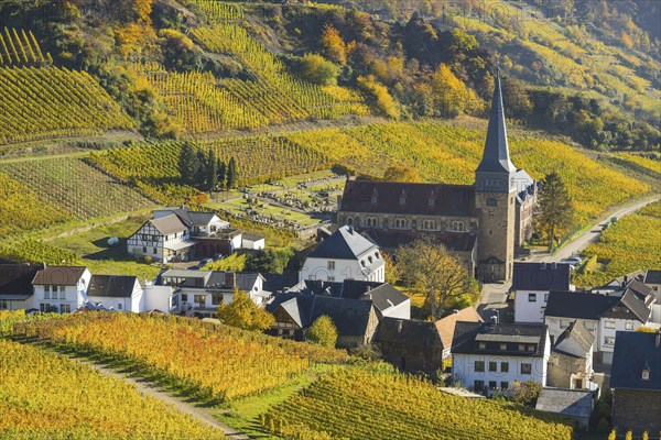 Vineyards in autumn, Mayschoß with parish church, red wine growing region Ahrtal, red wine of the