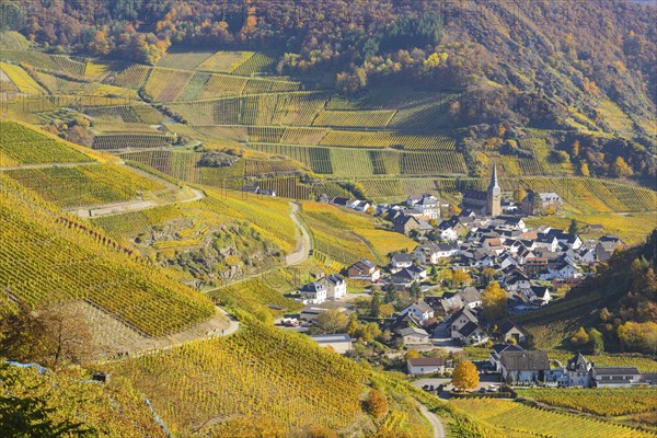 Vineyards in autumn, Mayschoß with parish church, red wine growing region Ahrtal, red wine of the