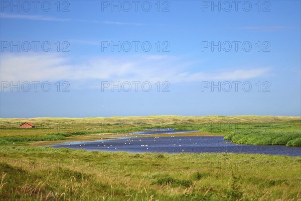Dune lake De Muy at national park in the Netherlands on island Texel used as watering hole for sea
