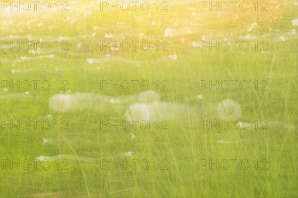 Meadow with dandelions, common dandelion (Taraxacum sect. Ruderalia) or buttercup and stitchworts