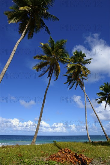 Slender palm trees lean over a tropical beach with visible coconuts, Limon beach, El Limón, El