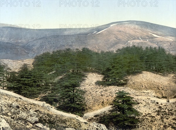 Die Zedern des Libanon, Heiliges Land, um 1890, Historic, digitally restored reproduction from a