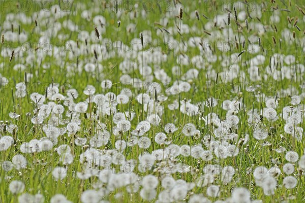 Meadow with sweet grass Meadow foxtail (Alopecurus pratensis), common dandelion (Taraxacum sect.