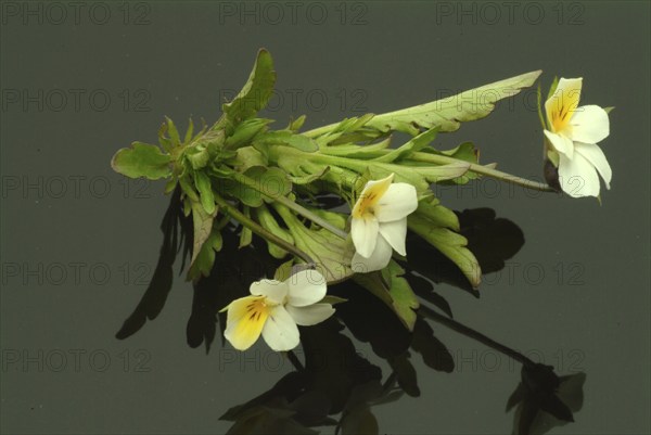 Field heartsease (Viola tricolor), medicinal plant, herb, wild plant, medicinal use