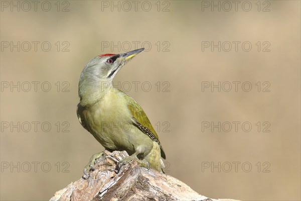 Grey-headed woodpecker (Picus canus), male, looking backwards, sitting on a tree root, North