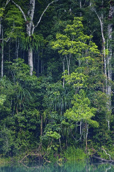 Australian jungle, rainforest with crater lake Lake Eacham, Atherton tablelands, Cairns,