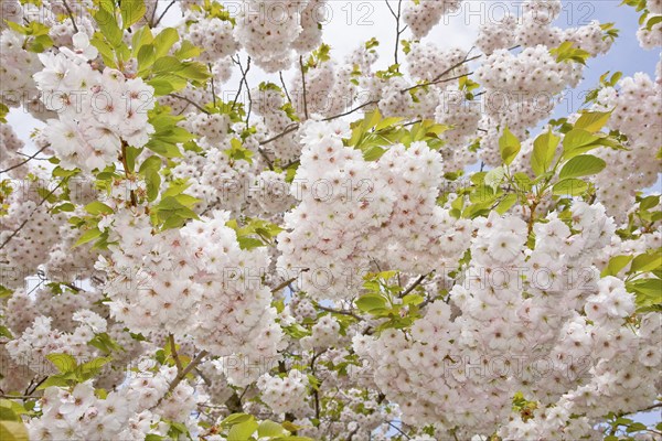 Japanese cherry blossoms