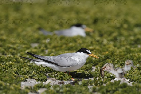 Little Tern (Sternula albifrons), juvenile with adult bird, Lower Saxon Wadden Sea National Park,