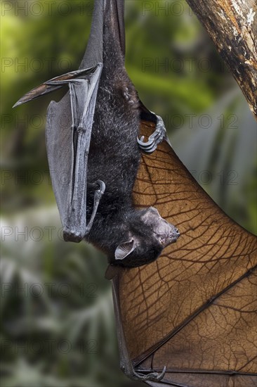 Lyle's flying fox (Pteropus lylei) native to Cambodia, Thailand and Vietnam hanging upside down,