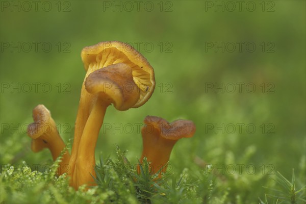 Yellow-stemmed trumpet chanterelle (Cantharellus tubaeformi) in moss, four, yellow, trumpet