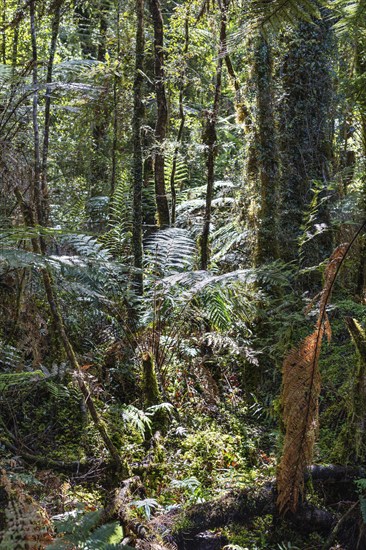 Silver tree fern (Cyathea dealbata), Lake Matheson Trail, New Zealand, Oceania