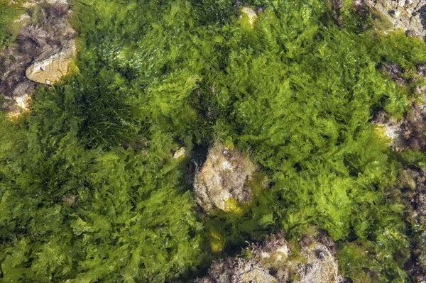 Sea lettuce (Ulva lactuca) and gutweed, grass kelp (Enteromorpha intestinalis) (Ulva intestinalis)