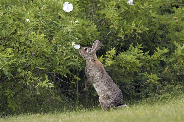 European rabbit (Oryctolagus cuniculus), common rabbit standing upright and eating leaves from bush