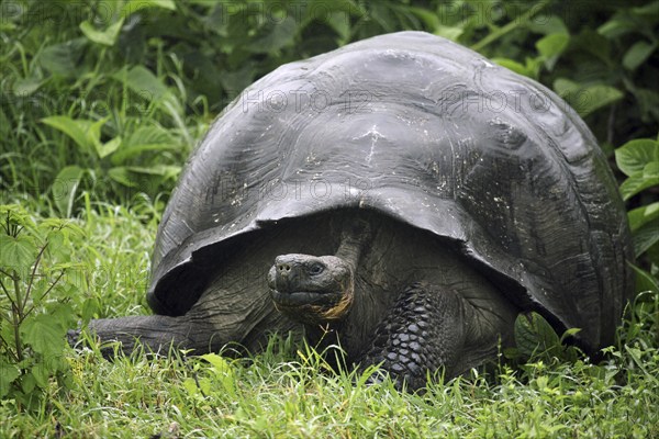 Galapagos giant tortoise (Chelonoidis nigra) (Geochelone elephantopus) in the Darwin Station, Santa
