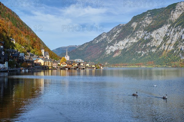Austrian tourist destination Hallstatt village on Hallstatter See lake in Austrian alps with geese
