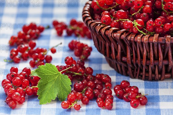 Redcurrant red currant berries in wicker bowl on kitchen table