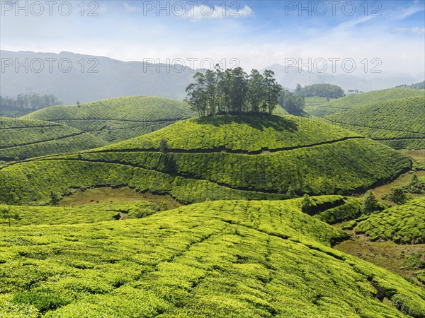 Indian tea concept background, tea plantations. Munnar, Kerala, India, Asia