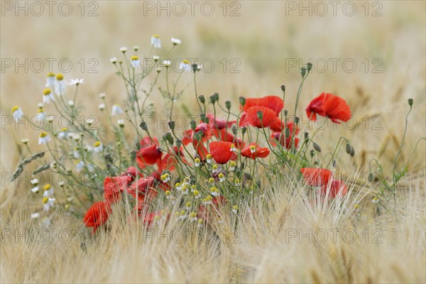 Field of grain with poppy flowers (Papaver rhoeas) and mayweed (Matricaria), North