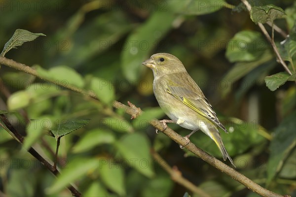 European greenfinch (carduelis chloris), female, sitting on a branch in a bush, Wilden, North