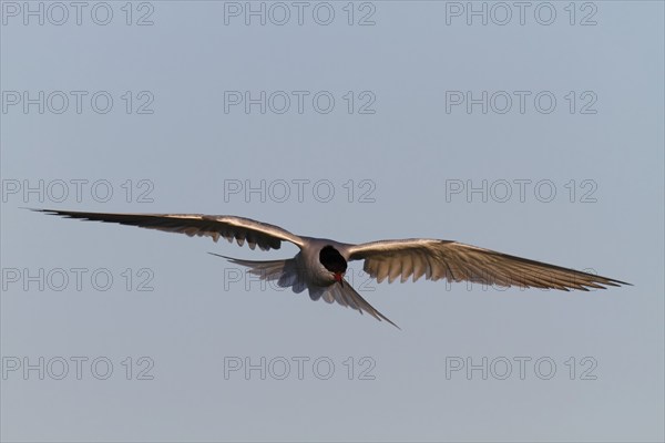 Common Tern (Sterna hirundo), flight study, animal in flight, Lower Saxon Wadden Sea National Park,