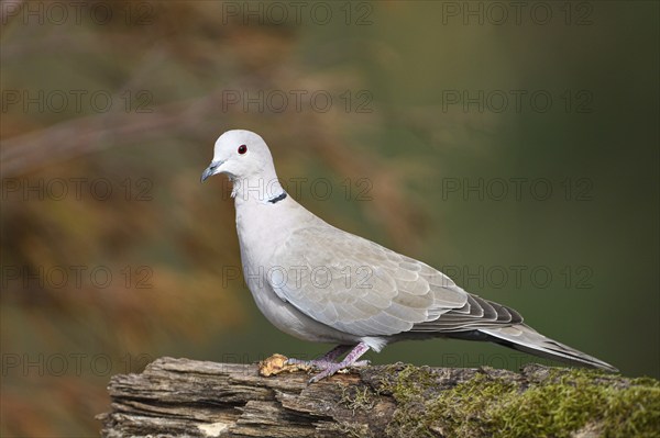 Eurasian collared dove (Streptopelia decaocto), Dingdener Heide nature reserve, North