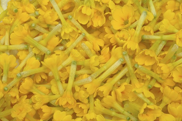 Common cowslip (Primula officinalis), cowslip, apothecary primrose, medicinal plant, flowers