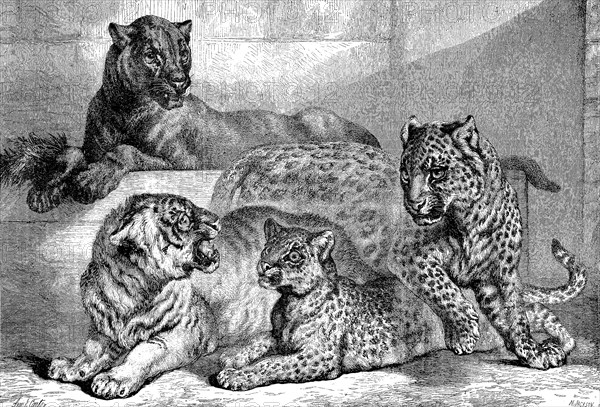 Leopards, Historical, digitally restored reproduction of a 19th century original
