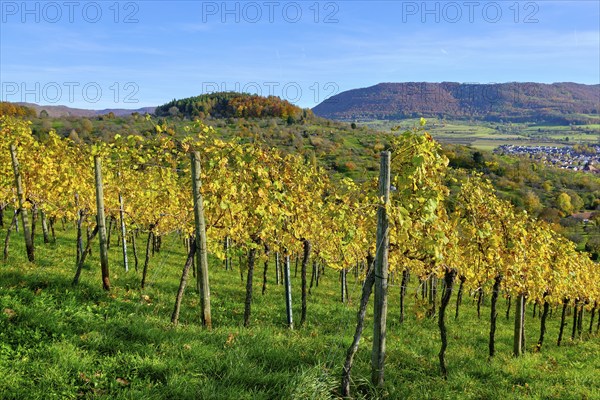 Autumn vineyard landscape on the Swabian Alb in the vineyards of Metzingen, Baden-Württemberg,