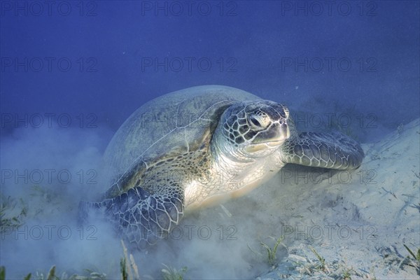 Green turtle (Chelonia mydas) lying on the bottom, stirring up sand, Marsa Shona reef dive site,