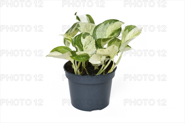 Exotic 'Epipremnum Aureum Manjula' pothos houseplant in flower pot on white background