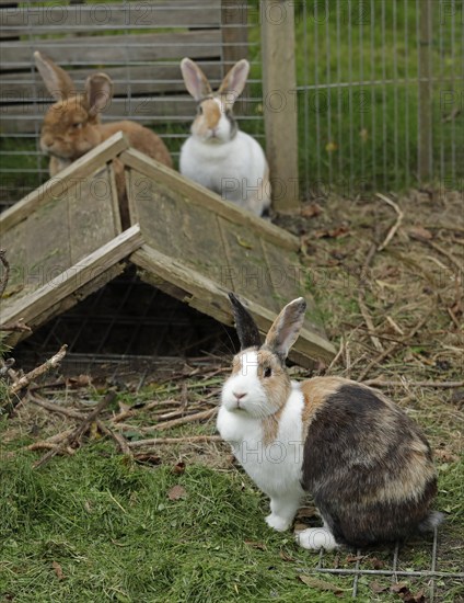 Three rabbits in their enclosure, German Giant, Dutch Rabbit, Kiel, Schleswig-Holstein, Germany,