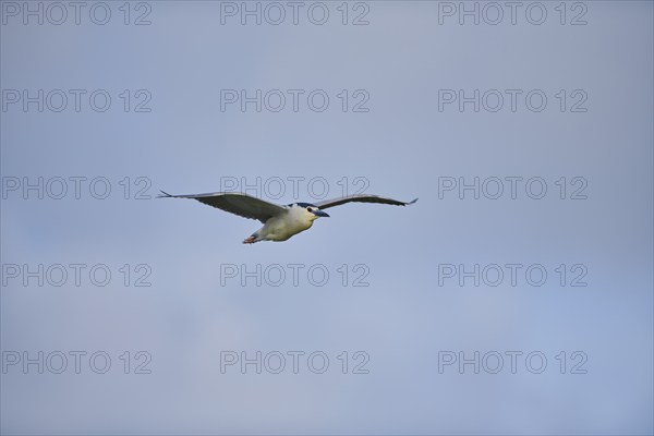 Black-crowned night heron (Nycticorax nycticorax) flying in the sky, Camargue, France, Europe