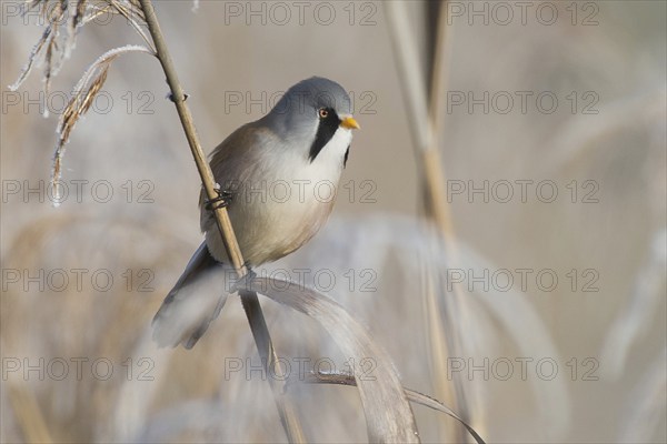 Bearded reedling (Panurus biarmicus) male foraging for seeds on a reed stalk covered with frost in