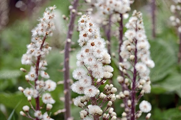 Common butterbur (Petasites hybridus), fruiting stalks, North Rhine-Westphalia, Germany, Europe