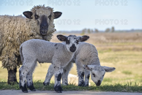 Domestic sheep with two lambs with piebald coat, Buenos Aires Province, Argentina, South America