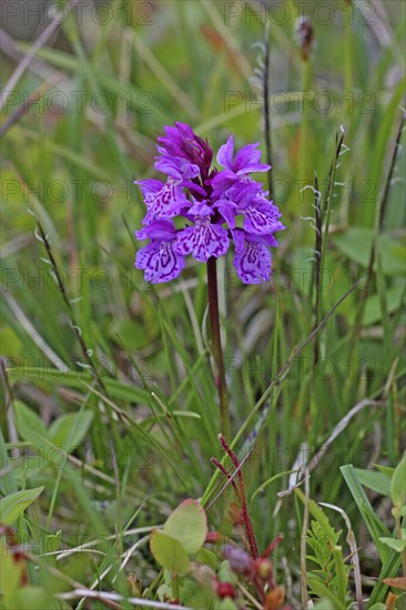 Moorland spotted orchid (Dactylorhiza maculata) flowers in the tundra, Lapland, northern Norway,
