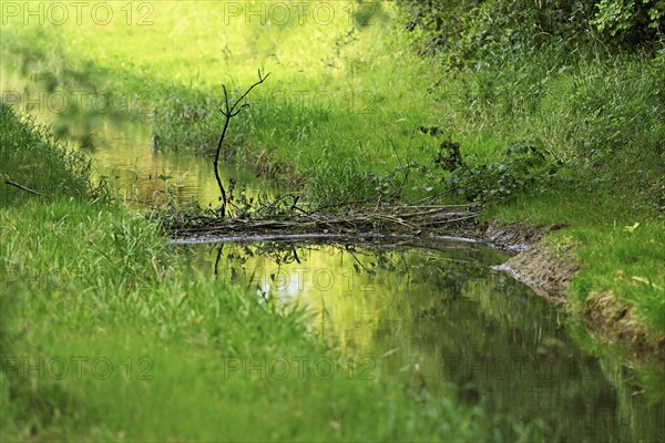 From Eurasian beaver, European beaver (Castor fibre), dammed stream, Freiamt, Canton nAargau,