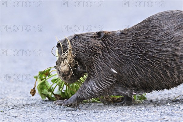 European beavers (Castor fiber), walking along a field path with a turnip in its mouth, Freiamt,