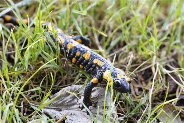 Fire salamander (Salamandra salamandra), Bavaria, Germany, Europe