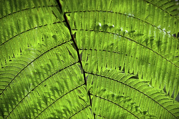 Australian tree fern (Cyathea australis) play of light, sun, see-through, transparent,