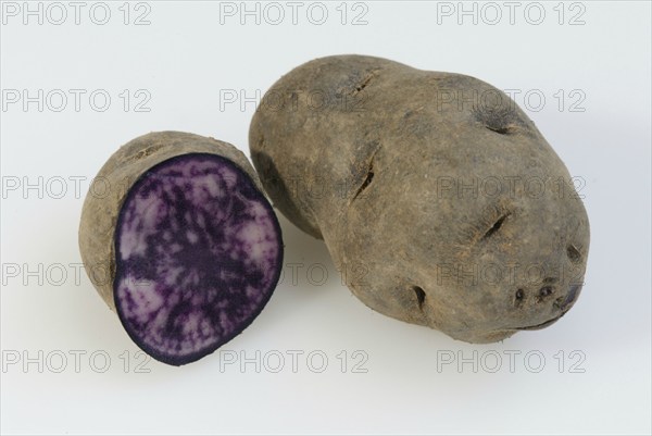 Potatoes (Solanum tuberosus), blue potatoes, truffle potato, nightshade family, Solonaceae,