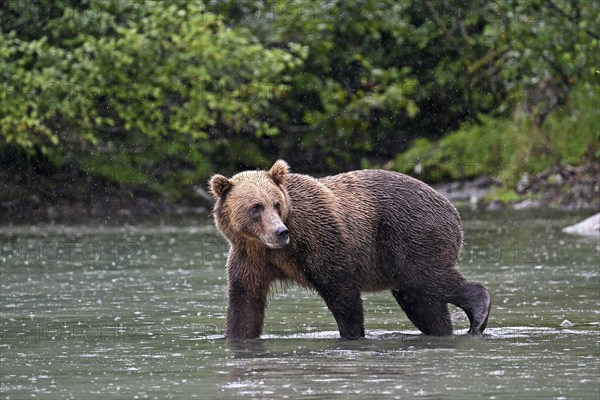 Brown bear (Ursus arctos) walking through the water and looking back at the shore, Lake Clark