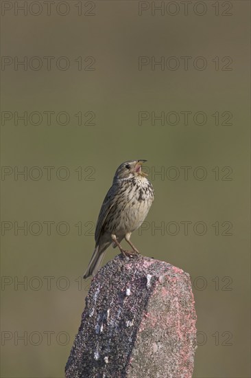 Corn bunting (Miliaria calandra) (Emberiza miliaria) perched on stone and calling in spring