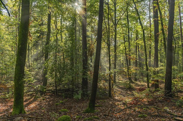 Rays of sunlight through the fog in a mountain forest in autumn. Vosges, Alsace, France, Europe