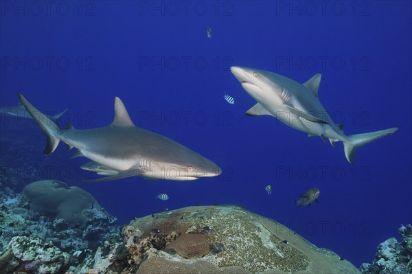 Two grey reef sharks (Carcharhinus amblyrhynchos) swimming and hunting over tropical coral reef,