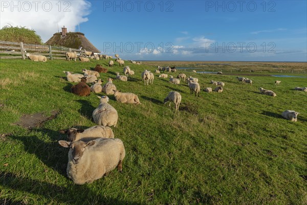 Hamburg Hallig, flock of sheep on the dwelling mound, thatched house, salt marshes, Reußenköge,